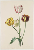 TvB T 275
          <br/>
          Charbonnois, La Riante, Rose Perle Brillante, Gloria Mundi
          <br/>
          <em>Knip, Henriëtte Geertruida (1783-1842)</em>